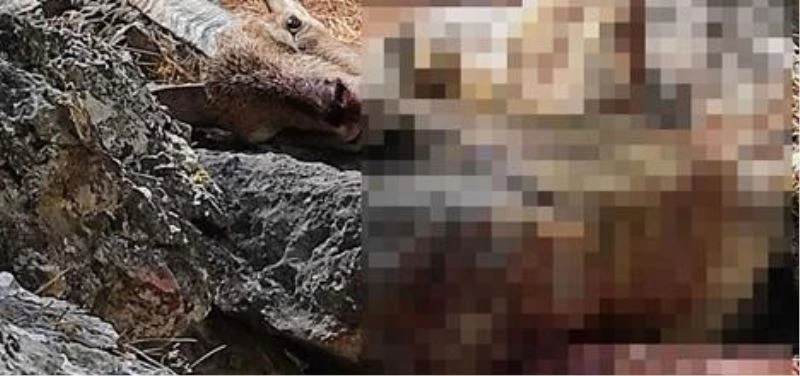 Kaçak yaban keçisi avına 29 bin 980  lira ceza
