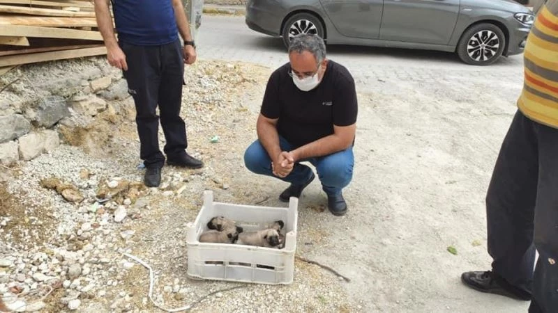 Gözleri açılmamış yavru köpekler, kasa ile ölüme terk edildi
