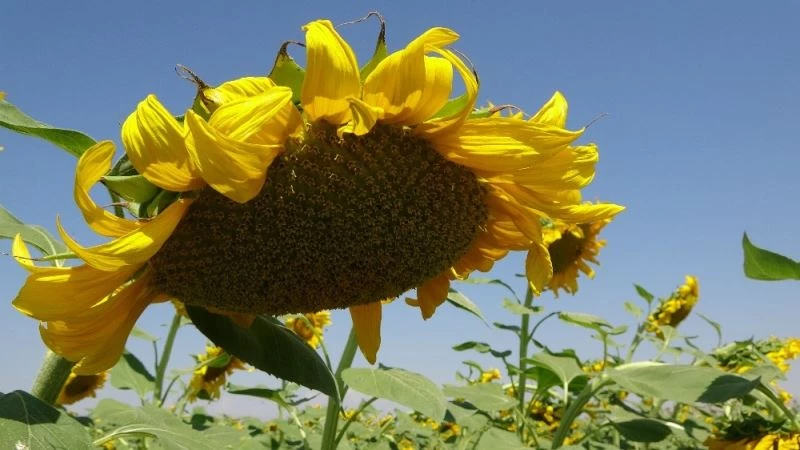 Muş’ta çerezlik ay çekirdeği ve dane mısır ekimi
