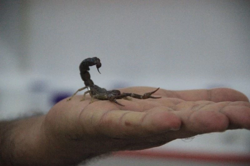 Şanlıurfalı girişimci kara akrep tesisi kurdu
