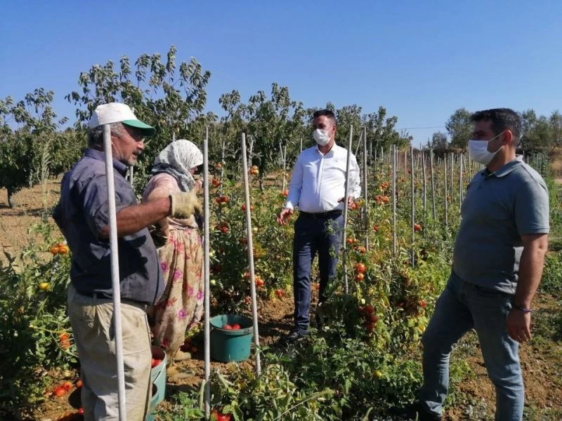 Bilecik İl Tarım ve Orman Müdürü Yoldaş, üretime devam eden çiftçileri ziyaret etti
