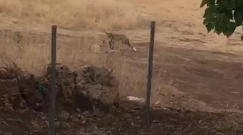 Tunceli’de köpek ile tilkinin kıskandıran dostluğu
