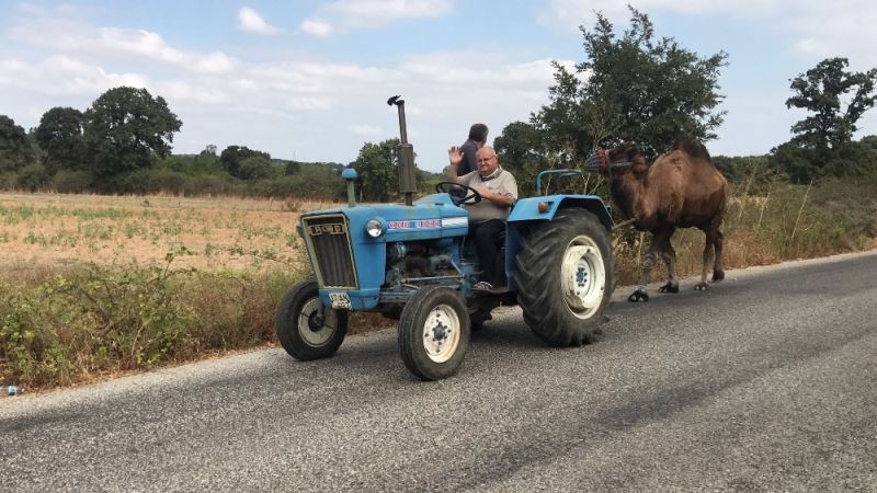 Güreş devesine traktörü ile antrenman yaptırıyor
