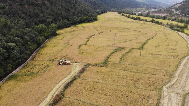 Tarladan mutfağa uzanan pirinçte hasat başladı
