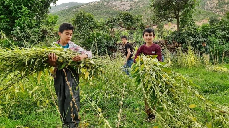 Hakkari’de susam hasadı başladı
