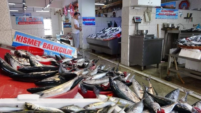 Palamut büyüdükçe fiyatı da arttı
