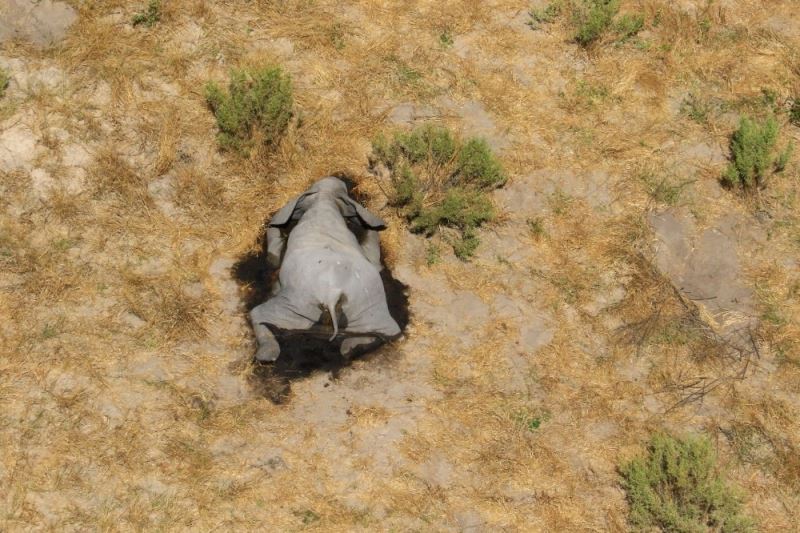 Bostvana’daki gizemli fil ölümleri aydınlatılıyor
