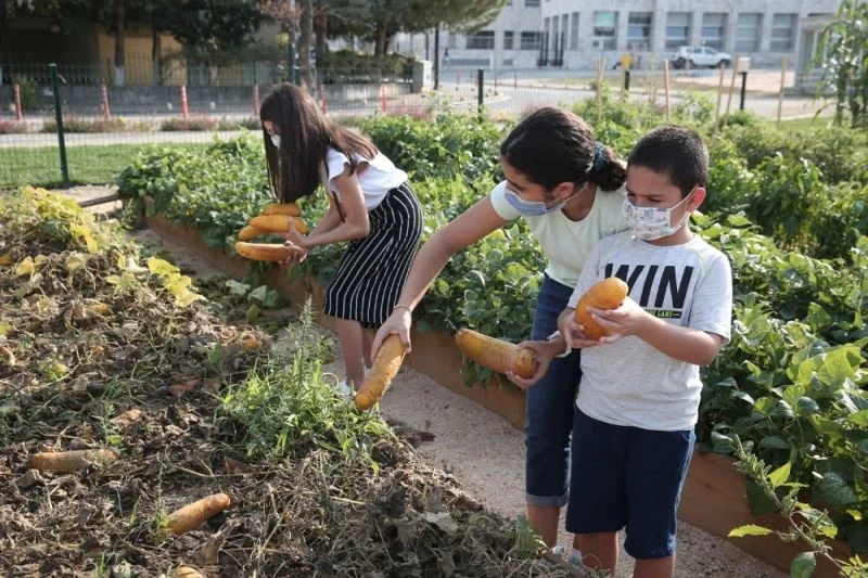 Hasat ettikleri ürünlerin tohumlarını aldılar

