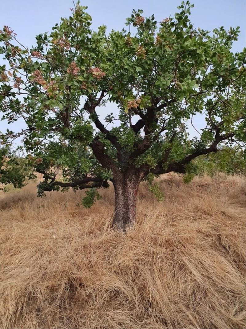 KBÜ Antepfıstığının doku kültürünü ve çoğaltımını sağlayacak
