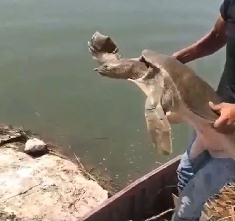 Çuvala dolanmış Nil kaplumbağası bulundu
