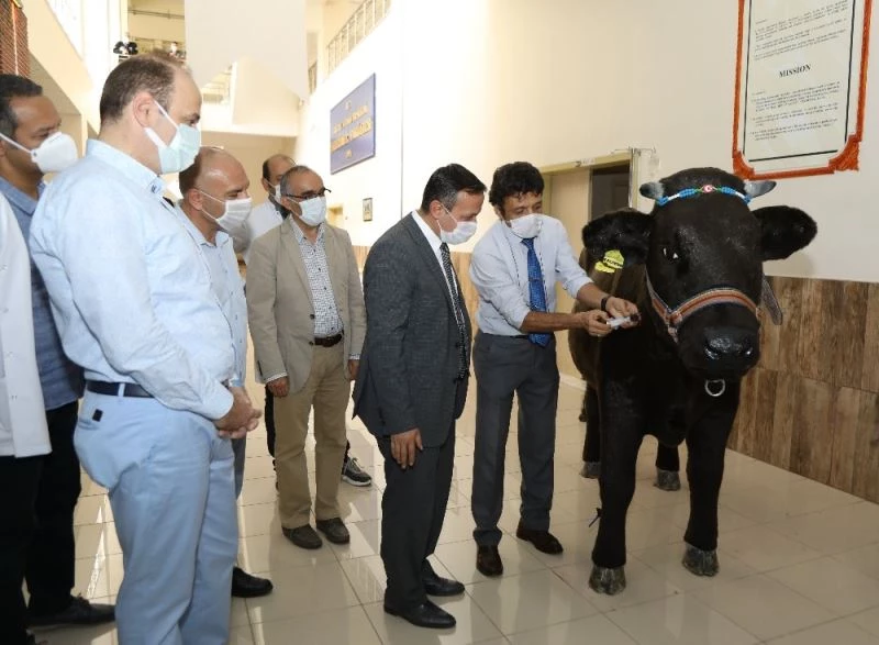 ERÜ Rektörü Çalış, Akademisyenler Tarafından Tasarlanan Hayvan Simülatörlerini İnceledi
