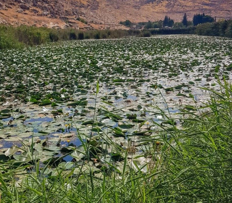 Nilüfer Gölü koruma altına alınmayı bekliyor
