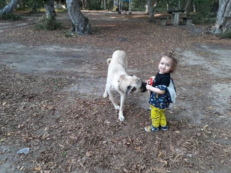 Köpekle bebeğin oyunu tebessüm ettirdi
