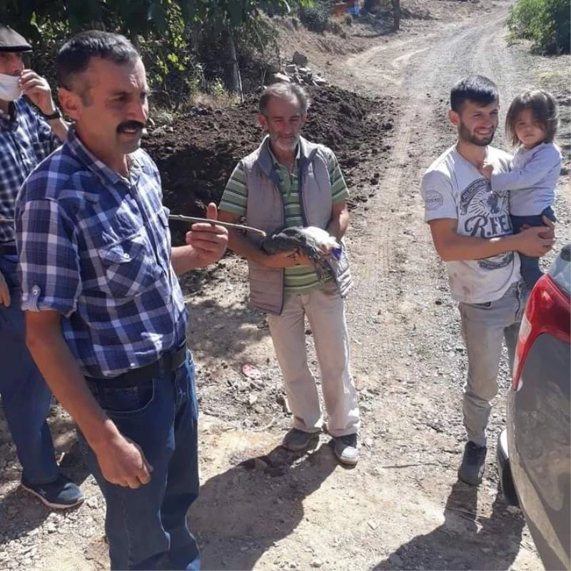 Beç tavukları kenelere geçit vermeyecek
