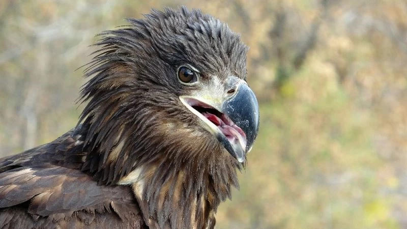 Ak kuyruklu kartal ait olduğu doğaya kanat çırptı
