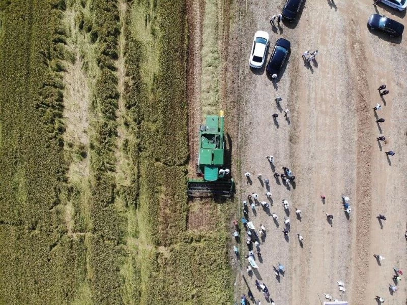 Damlama sulama yöntemi ile yetiştirilen çeltiğin hasadı yapıldı
