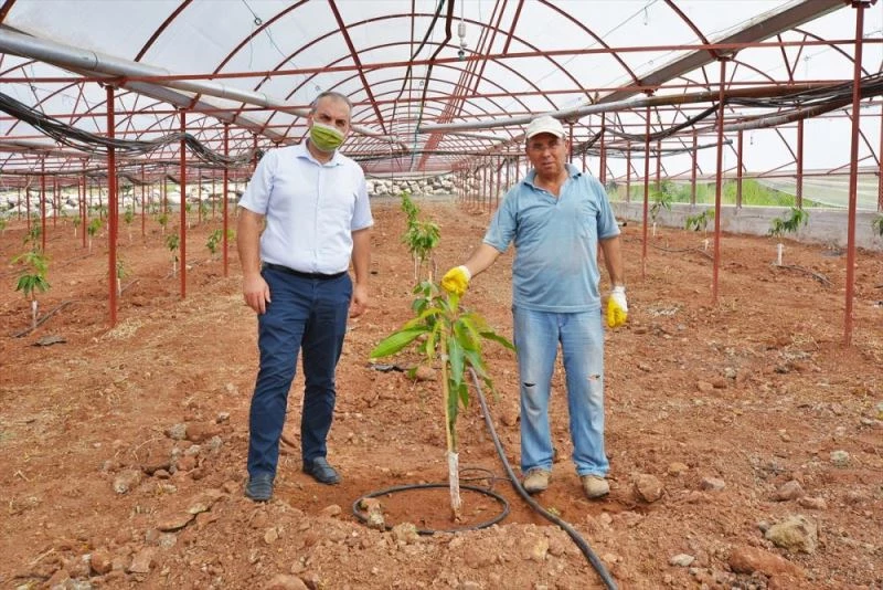 Kumlucalı çiftçi domates üretmek için kurduğu seraya mango fidanları dikti
