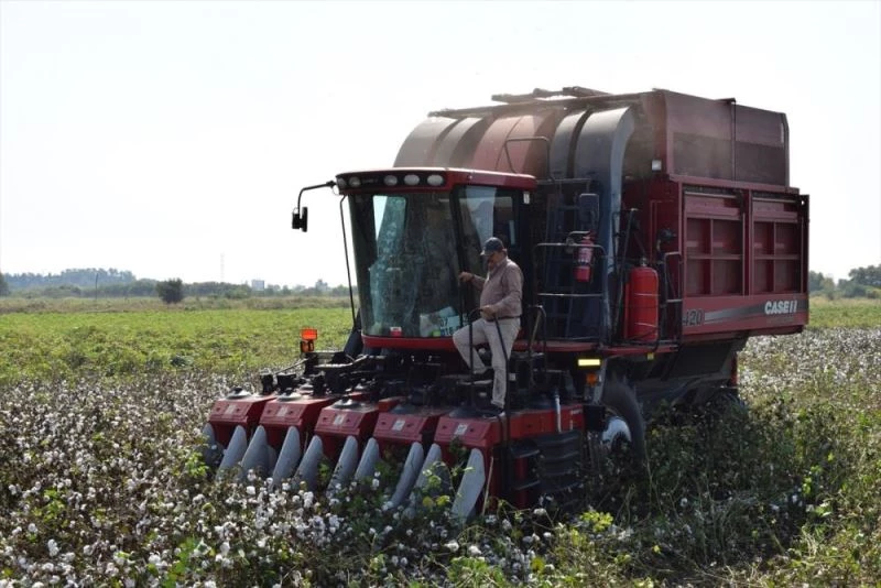 ANTBİRLİK kütlü pamuk alım fiyatını 4 lira 50 kuruş olarak açıkladı