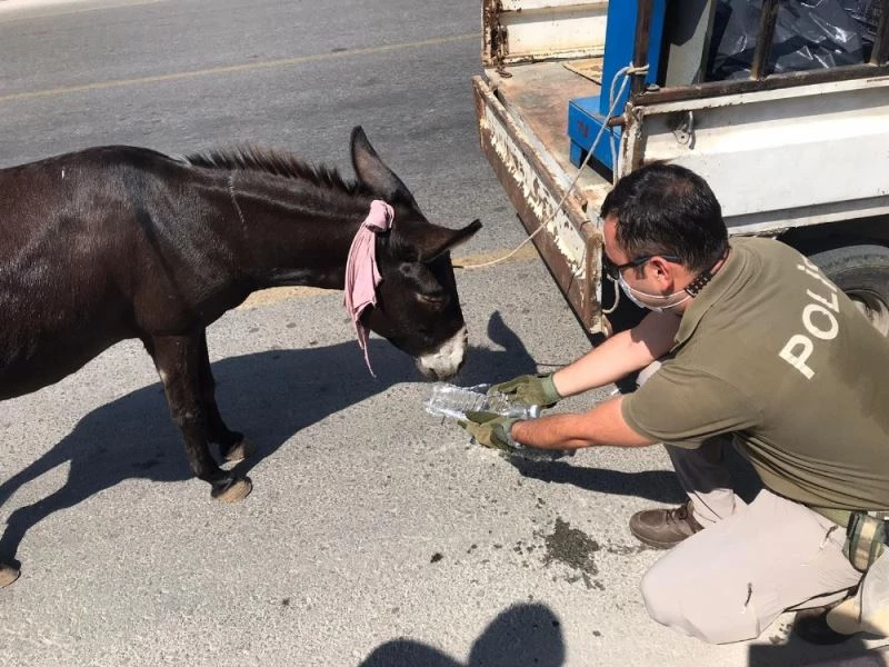 Kamyonete bağlanarak sürüklenen eşeği polis kurtardı
