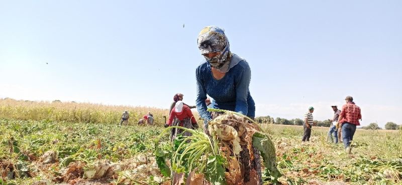 Pancarın tatlı ve zahmetli yolculuğu başladı
