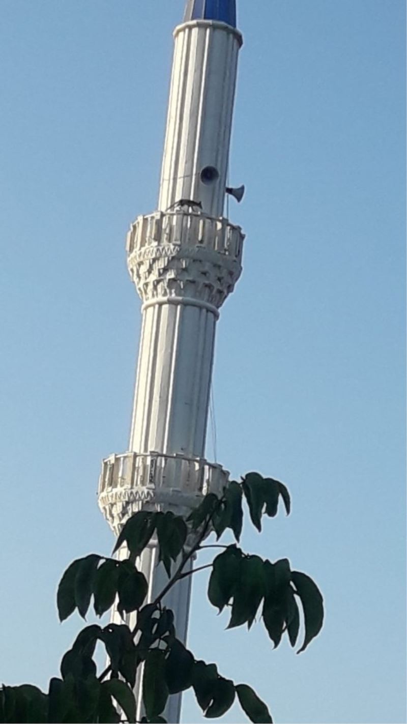 Cami minaresinde dolaşan tilki görenleri şaşırttı
