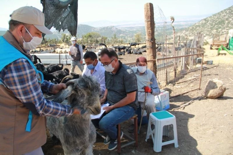 Isparta’da bölge hayvancılığına damızlık gen kaynağı oluşturacak proje
