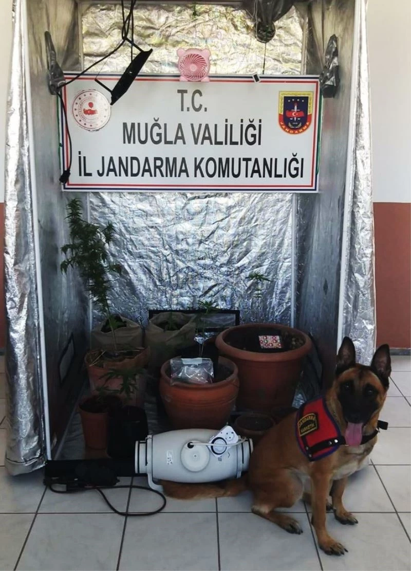 Kenevir üretimi için özel kabin
