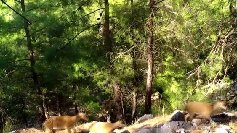 Yaban keçileri foto kapanlara takıldı

