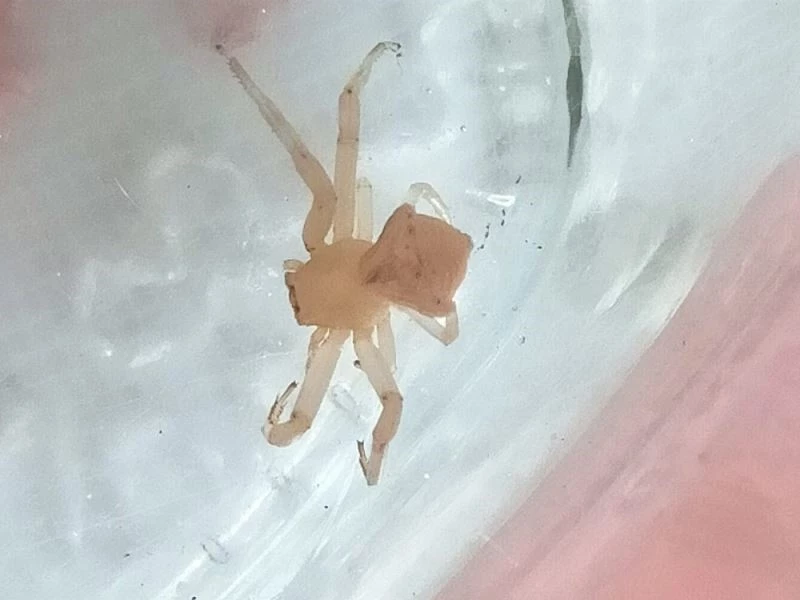 Milas’ta “İnsan yüzlü örümcek” bulundu
