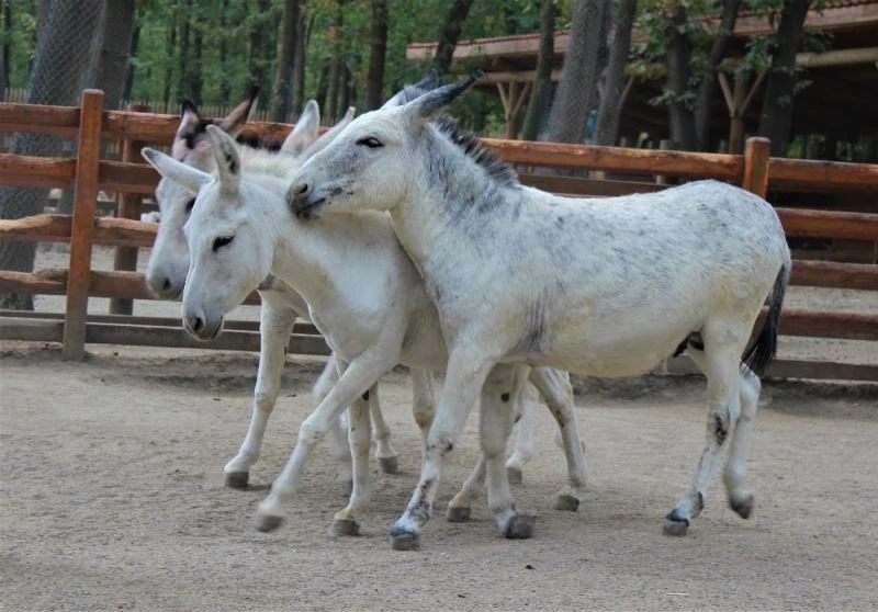 Bu eşekler emekliliğin tadını 5 yıldızlı tesiste çıkartıyor
