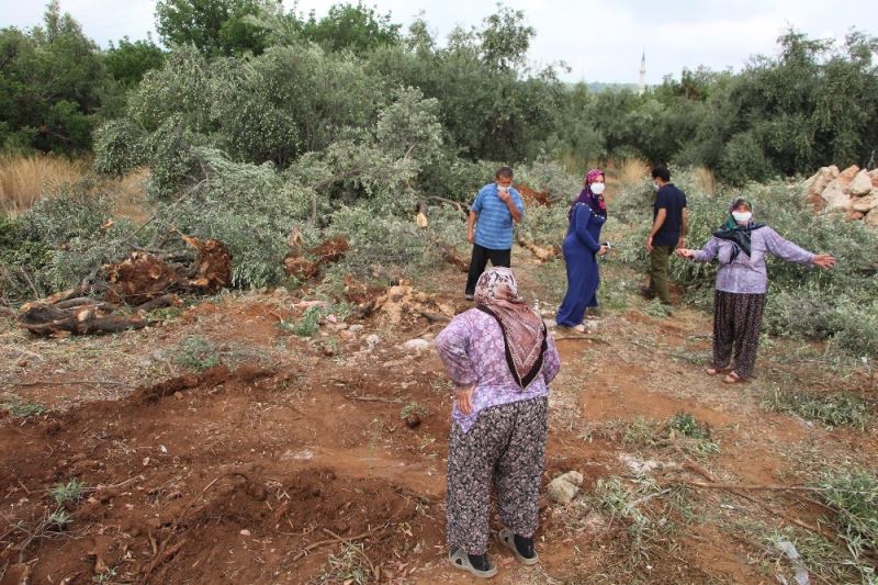 Antalya’da 42 zeytin ağacı inşaat çalışması için katledildi
