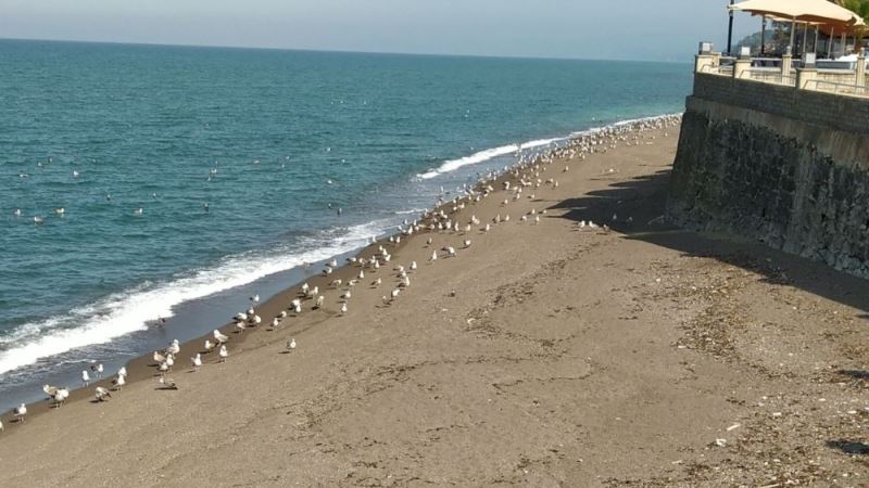 Karadeniz’de sahiller martılara kaldı
