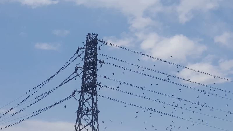 Kırlangıçlar Erzincan’da mola verdi
