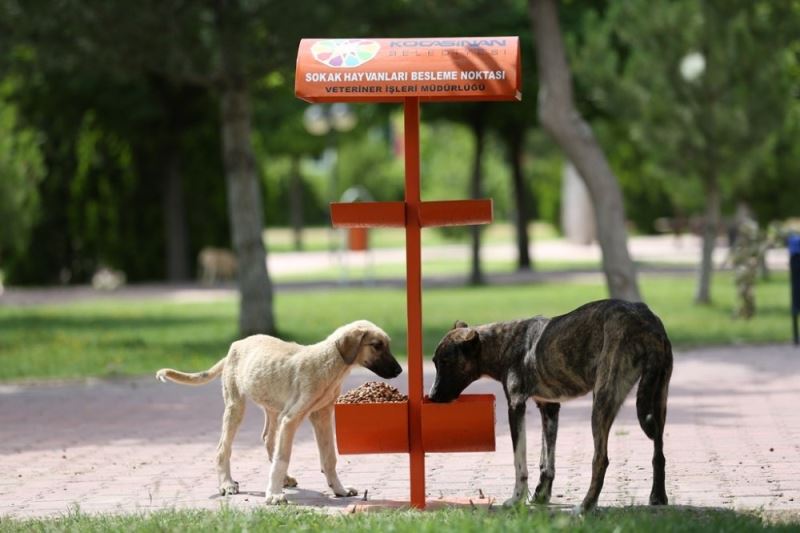 Kocasinan’da hayat tüm canlılar için değerli
