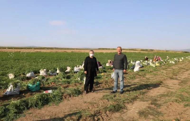 Eskişehir’de üretilen havuç zincir marketlerde satılacak
