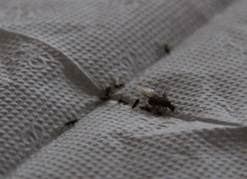 Bingöl’de ilçeyi istila eden böceklerin kanatlı karınca olduğu anlaşıldı
