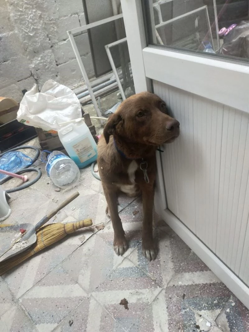 Köpeğe çarpan vicdansız sürücü arkasına bile bakmadı
