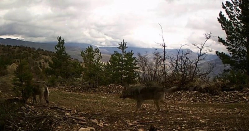 Ormana yerleştirilen fotokapana belgesellik görüntüler yakalandı
