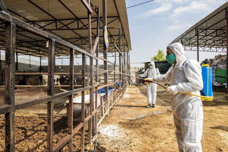 Mersin’de hayvancılık yapılan bölgeler üçgün hastalığına karşı ilaçlandı
