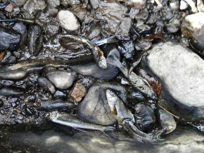 Ankara’nın su ihtiyacının karşılandığı Kurtboğazı Barajı’na kimyasal madde döküldüğü iddiası
