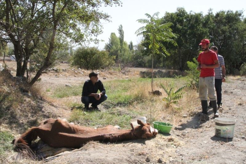 Can çekişen atın gözlerini kargalar oymasın diye saatlerce başında bekledi
