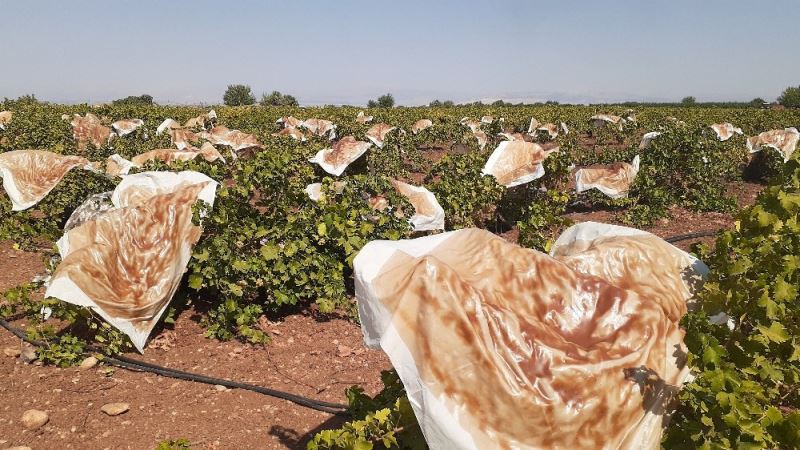 Bağlar pestil tarlasına döndü
