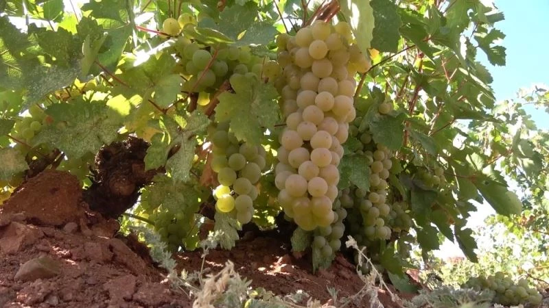 ‘Delice beyazı’ olarak biliniyor: 10 bin ton üretiliyor, tarladan 4,5 liraya satılıyor
