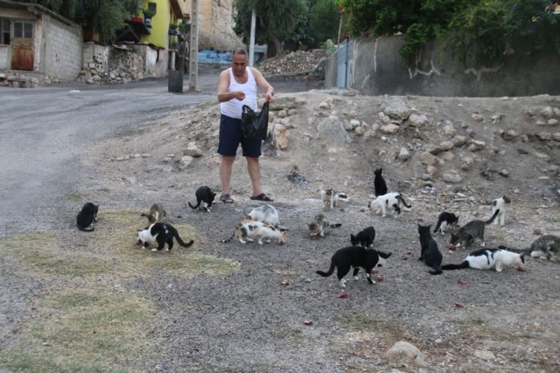 Maaşının üçte biri ile sokak kedilerini besliyor
