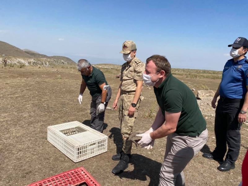 Ağrı Dağı eteğinde doğaya kınalı keklik bırakıldı
