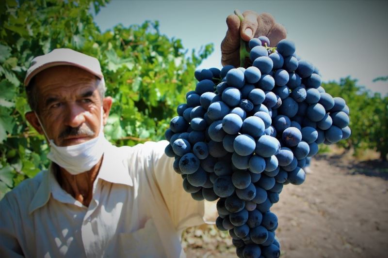 Elazığ’ın üzümde markası 