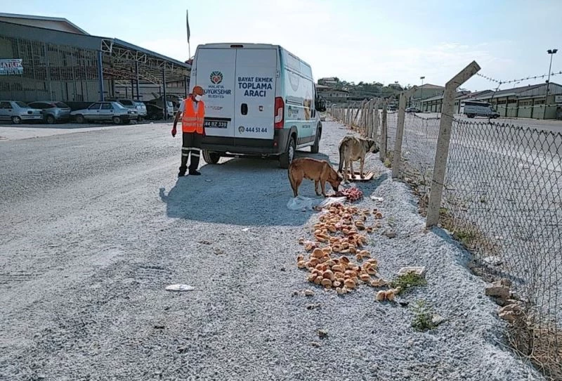 Hem ekmek israfı önleniyor hem de hayvanlar aç kalmıyor
