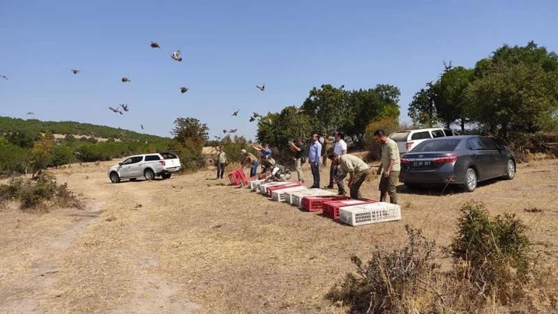 Edirne’de çil keklikler doğaya salındı
