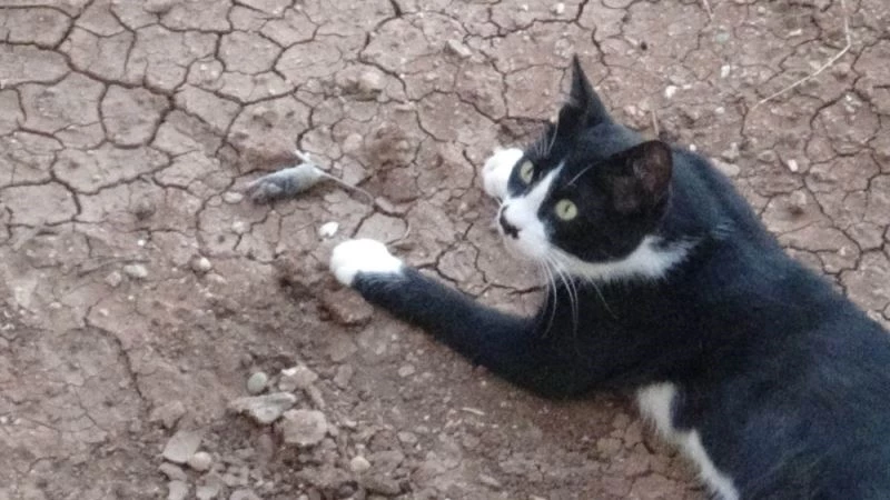 Kedinin fareyle oyunu kamerada
