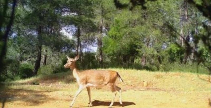 Antalya’da alageyiklerin korunmasına yönelik çalıştay
